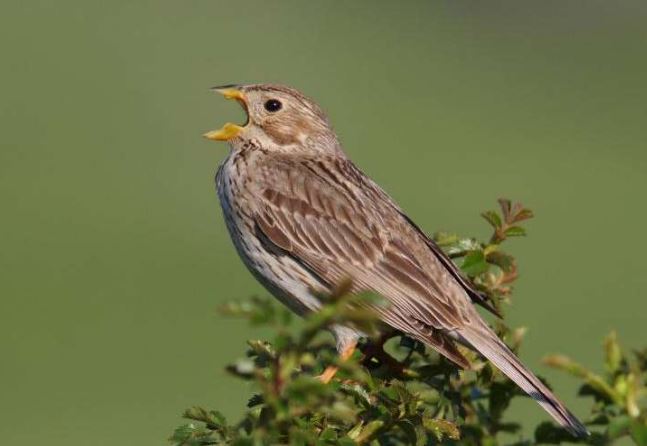 Cranborne Chase AONB Nature Recovery Plan
